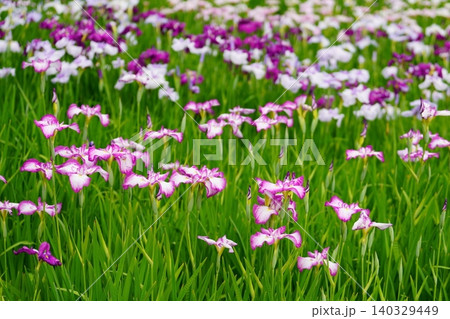 花菖蒲 花菖蒲 140329449