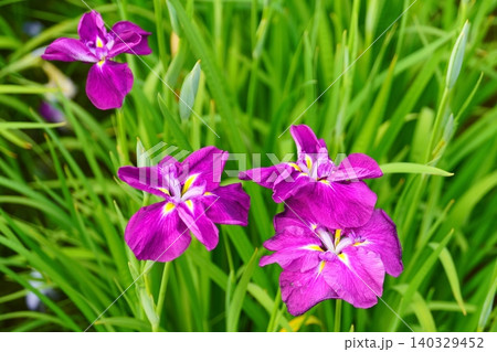 花菖蒲 花菖蒲 140329452