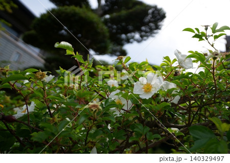 花菖蒲 花菖蒲 140329497