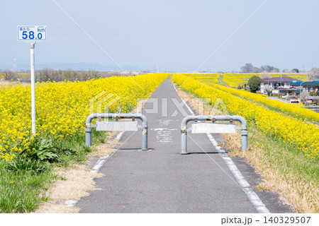 【菜の花】江戸川の河川敷一面に咲く菜の花 【菜の花】江戸川の河川敷一面に咲く菜の花 140329507