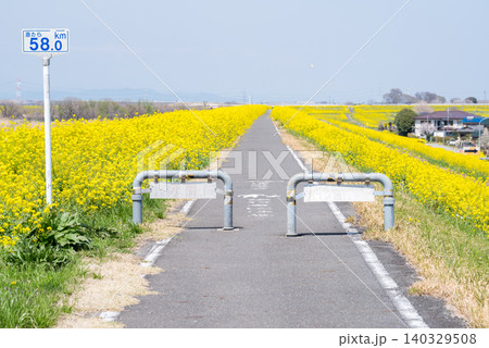 【菜の花】江戸川の河川敷一面に咲く菜の花 【菜の花】江戸川の河川敷一面に咲く菜の花 140329508