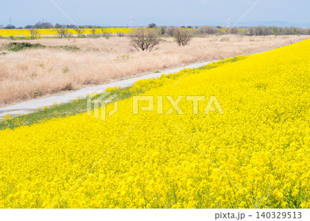 【菜の花】江戸川の河川敷一面に咲く菜の花 【菜の花】江戸川の河川敷一面に咲く菜の花 140329513
