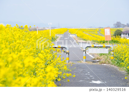 【菜の花】江戸川の河川敷一面に咲く菜の花 140329516