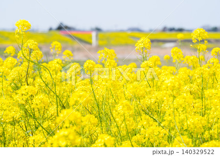 【菜の花】江戸川の河川敷一面に咲く菜の花 【菜の花】江戸川の河川敷一面に咲く菜の花 140329522