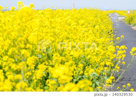【菜の花】江戸川の河川敷一面に咲く菜の花 【菜の花】江戸川の河川敷一面に咲く菜の花 140329530