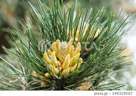 Close-up of a cedar branch in bloom Close-up of a cedar branch in bloom 140329587