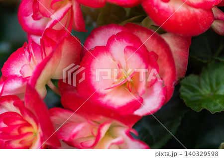 Begonia flower in a hanging basket for a balcony. Begonia flower in a hanging basket for a balcony. 140329598