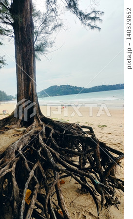The powerful roots of a tropical tree on a sandy seashore The powerful roots of a tropical tree on a sandy seashore 140329652
