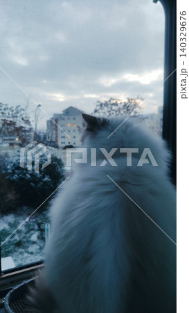 The silhouette of a fluffy cat looking out the window at a winter courtyard The silhouette of a fluffy cat looking out the window at a winter courtyard 140329676