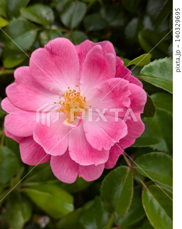 庭に咲く美しいピンクのサツキ(ツツジ)の花のクローズアップ 庭に咲く美しいピンクのサツキ(ツツジ)の花のクローズアップ 140329695