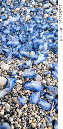 Blue Jellyfish Physalia, Portuguese Man of War, Washed Up on Rocky Beach Blue Jellyfish Physalia, Portuguese Man of War, Washed Up on Rocky Beach 140329707