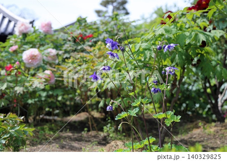 爽やか オダマキの花 爽やか オダマキの花 140329825