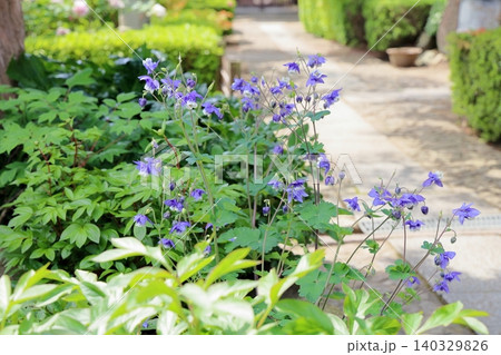 爽やか オダマキの花 爽やか オダマキの花 140329826