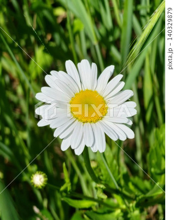 Close Up of Oxeye Daisy Flower in Natural Meadow Light Close Up of Oxeye Daisy Flower in Natural Meadow Light 140329879