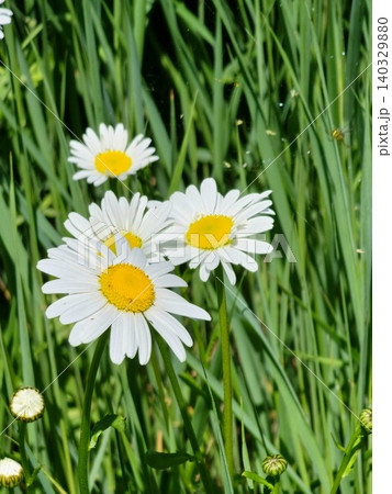 Group of Oxeye Daisy Flowers Blooming in a Summer Meadow Group of Oxeye Daisy Flowers Blooming in a Summer Meadow 140329880