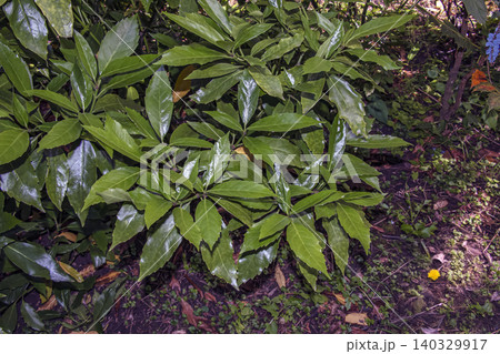 Pieris japonica Evergreen Shrub with Early Spring Growth Pieris japonica Evergreen Shrub with Early Spring Growth 140329917