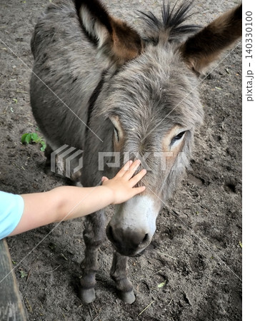 A small child pets a gray domestic donkey on the head in a pen. A small child pets a gray domestic donkey on the head in a pen. 140330100