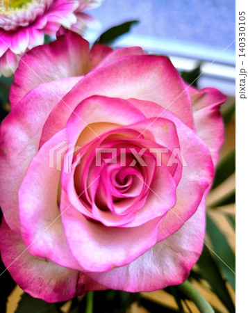 A close-up of a delicate bud of a two-tone white and pink rose A close-up of a delicate bud of a two-tone white and pink rose 140330105