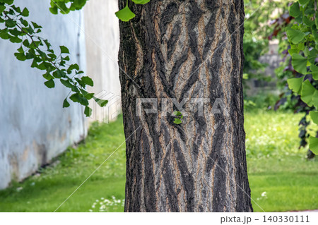 Ginkgo biloba Bark and Foliage in Botanical Garden 140330111