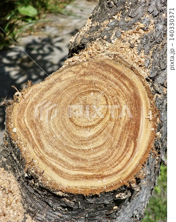 Fresh Apple Tree Cut Surface with Bark and Sawdust Fresh Apple Tree Cut Surface with Bark and Sawdust 140330371