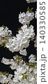 夜に咲く、夜桜 140330585