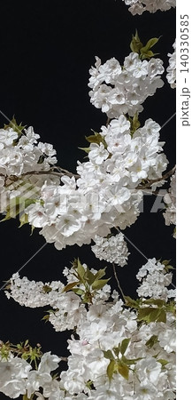 夜に咲く、夜桜 夜に咲く、夜桜 140330585