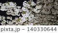 夜桜～ライトアップ～ 140330644