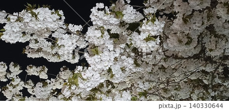 夜桜~ライトアップ~ 夜桜~ライトアップ~ 140330644