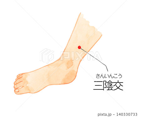 三陰交のツボの図解 手描き水彩イラスト素材 三陰交のツボの図解 手描き水彩イラスト素材 140330733