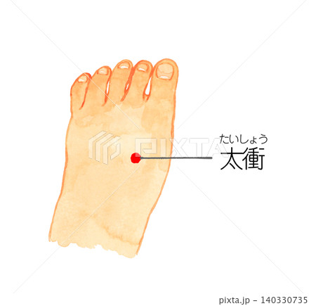 太衝のツボの図解　手描き水彩イラスト素材 140330735