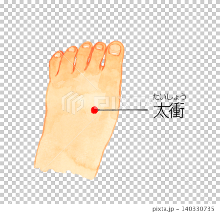 太衝のツボの図解　手描き水彩イラスト素材 140330735