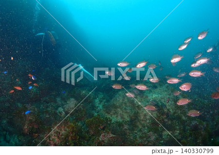 珊瑚礁に群れるたくさんのスズメダイ 珊瑚礁に群れるたくさんのスズメダイ 140330799