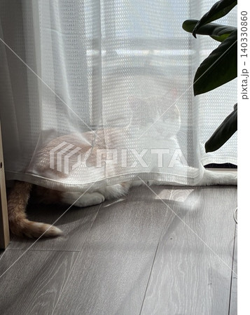 カーテン越しの猫 カーテン越しの猫 140330860
