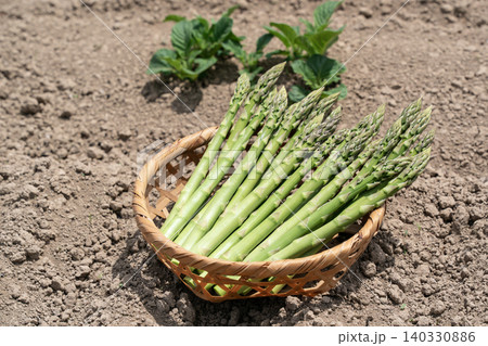 旬の野菜グリーンアスパラガス 旬の野菜グリーンアスパラガス 140330886