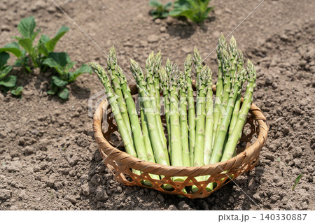 旬の野菜グリーンアスパラガス 140330887