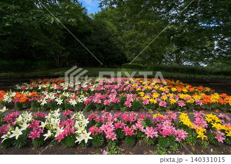 百合の花 140331015