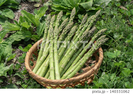 旬の野菜グリーンアスパラガス 旬の野菜グリーンアスパラガス 140331062