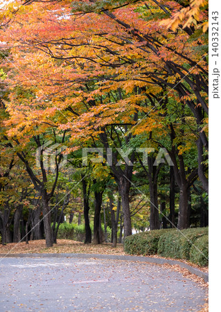 View of Yeouido Park, walkway with colorful leaves tree, autumn foliage. It is a park in Yeongdeungpo District, Seoul, South Korea. View of Yeouido Park, walkway with colorful leaves tree, autumn foliage. It is a park in Yeongdeungpo District, Seoul, South Korea. 140332143