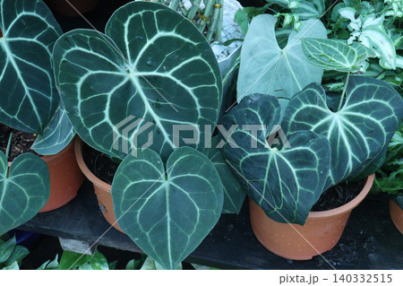 Anthurium clarinervium is a species of flowering, leaf plant Anthurium clarinervium is a species of flowering, leaf plant 140332515