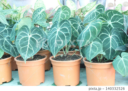 Anthurium clarinervium is a species of flowering, leaf plant Anthurium clarinervium is a species of flowering, leaf plant 140332526