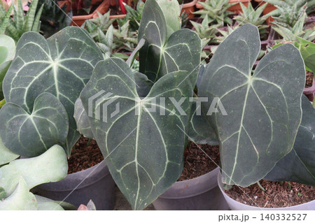Anthurium clarinervium is a species of flowering, leaf plant Anthurium clarinervium is a species of flowering, leaf plant 140332527