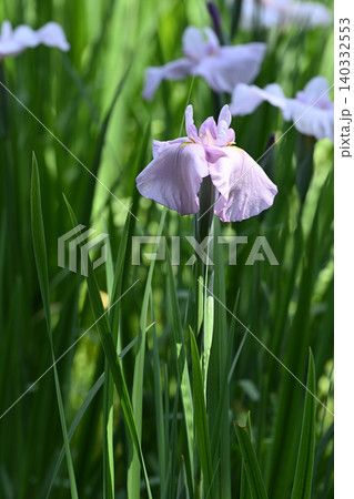 桃児童・花菖蒲 桃児童・花菖蒲 140332553