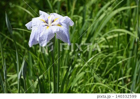 夏姿・花菖蒲 140332599