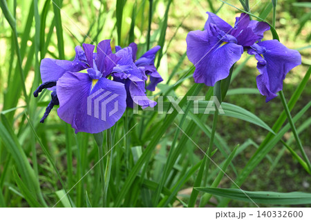 花太夫・花菖蒲 140332600