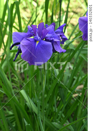 花太夫・花菖蒲 140332601