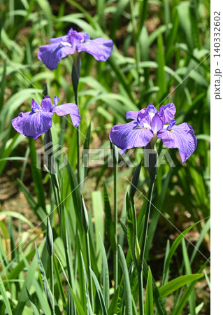 五色の珠・花菖蒲 五色の珠・花菖蒲 140332602