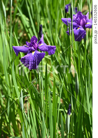 小紫・花菖蒲 140332606