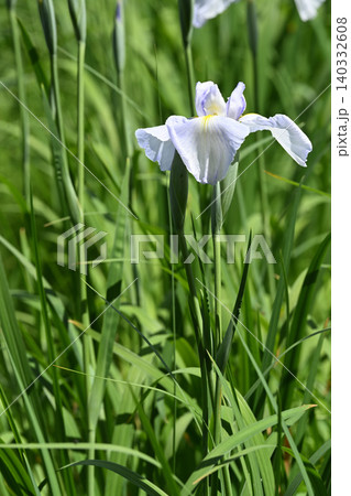 水の光・花菖蒲 水の光・花菖蒲 140332608
