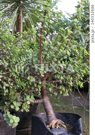 Ficus microcarpa tree plant on farm Ficus microcarpa tree plant on farm 140332686