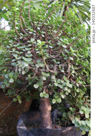 Ficus microcarpa tree plant on farm Ficus microcarpa tree plant on farm 140332687